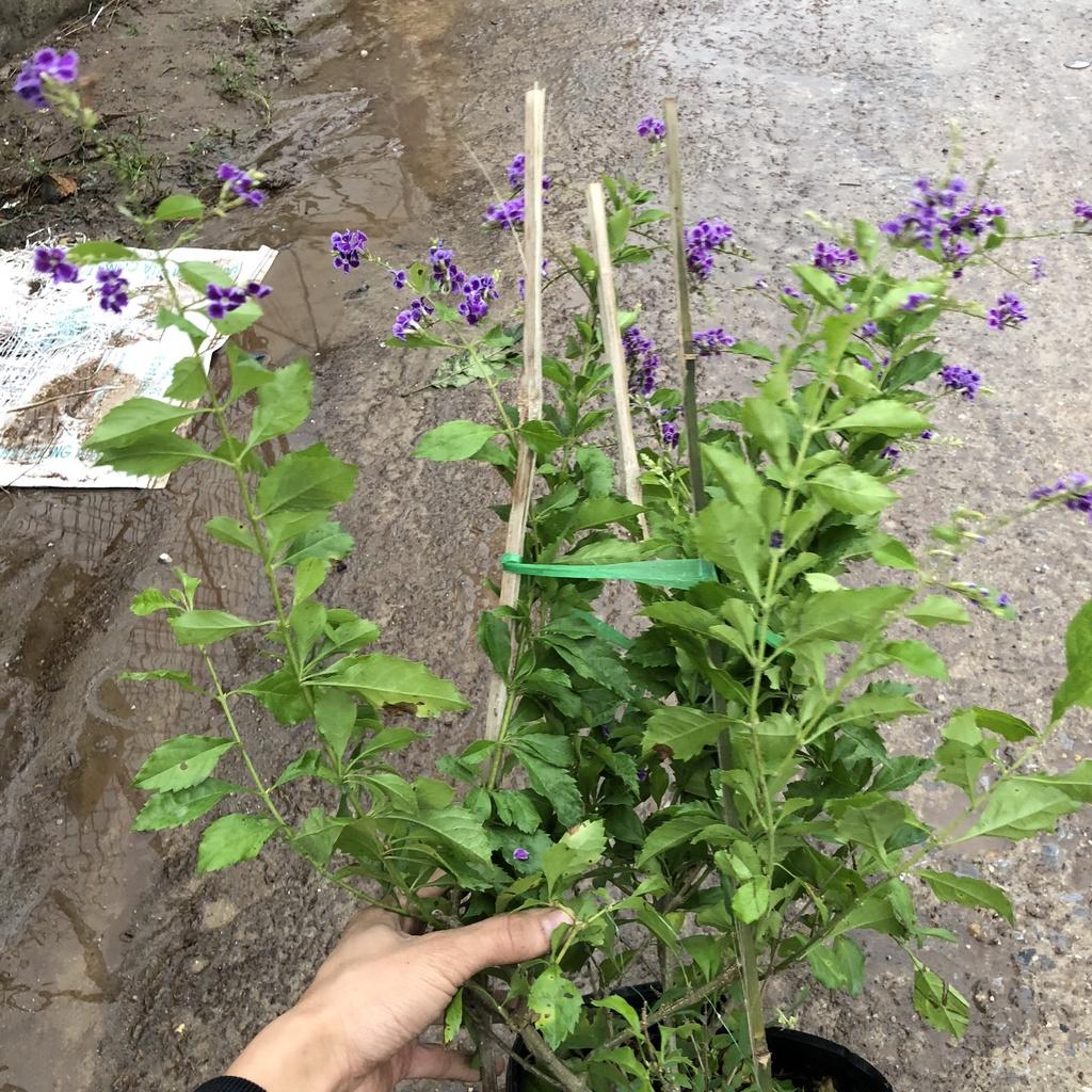 Cây chuỗi ngọc thái , Chiều cao 50cm tán to khỏe dễ chăm sóc thích hợp trang trí cảnh quan sân vườn