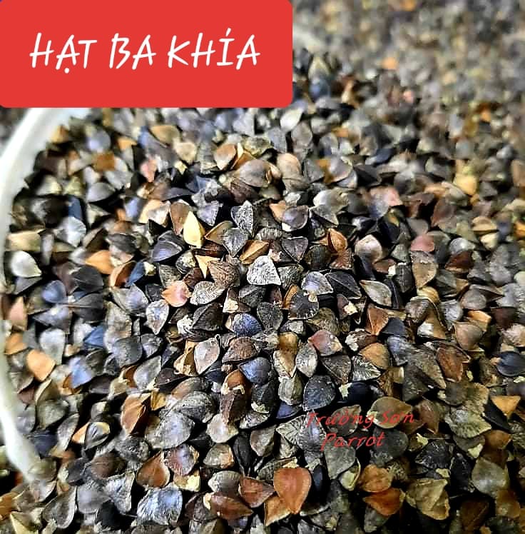 500g/1000g hạt ba khía (hạt tam giác mạch) cho chim, vẹt, chuột, hamster