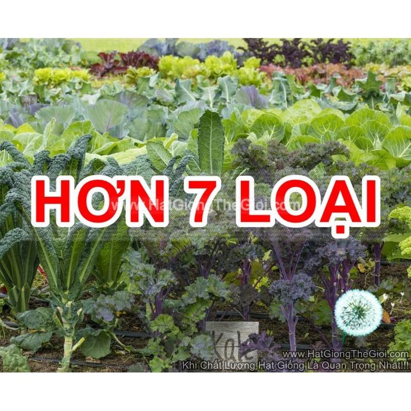 5GR 1000.HẠT Hạt Giống Cải Xoăn Kale Crazy Mix (| C47*W55)