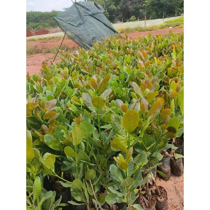 CÂY GIỐNG ĐIỀU ĐỎ