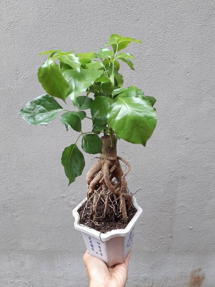 Cây Hạnh Phúc Bon Sai, Cây Hạnh Phúc Để Bàn