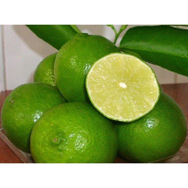 Cây GIỐNG Chanh giấy không hạt Limca.