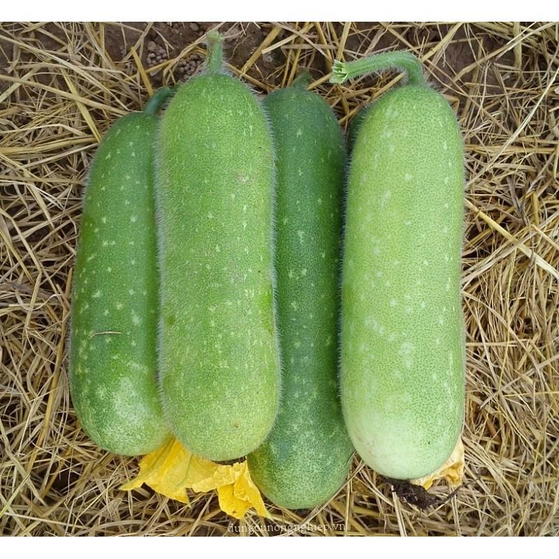 Hạt Giống Bí Đao Chanh F1 20 Hạt