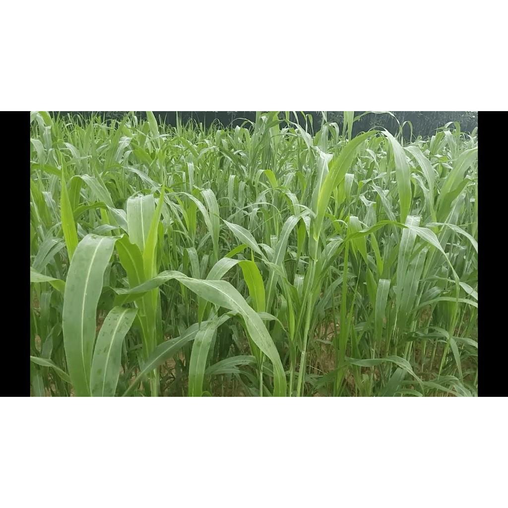 Hạt Cỏ Ngô SUDAN LAI 100g - Cỏ siêu dinh dưỡng lá mềm không lông