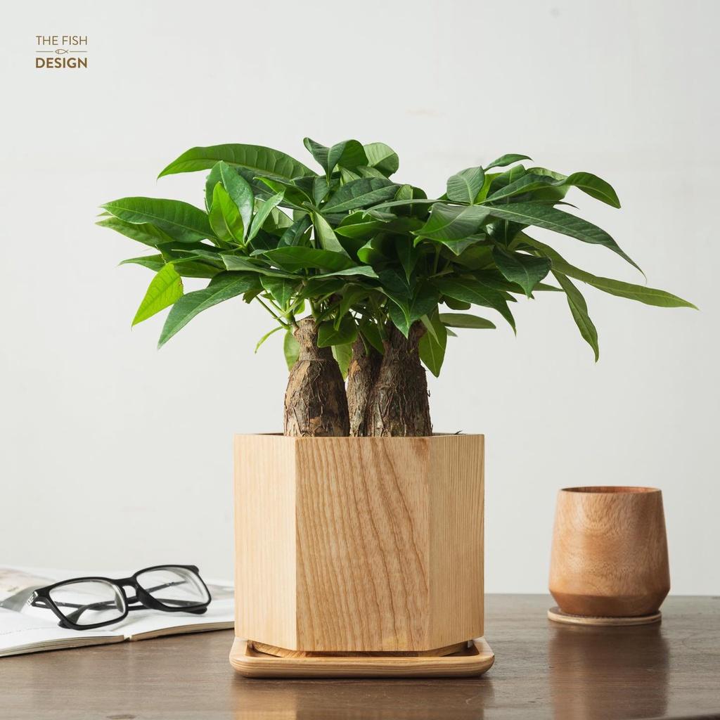 Chậu cây Kim ngân 3 thân | THE FISH SIZE L