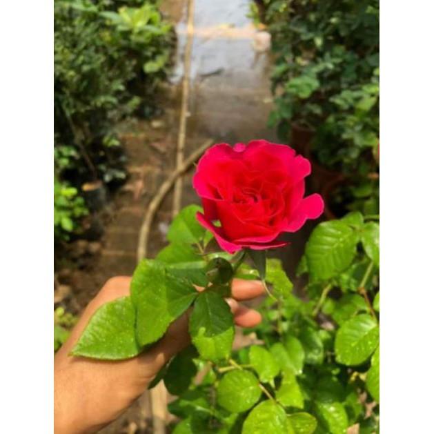 Hoa Hồng Ngoại Kate Rose