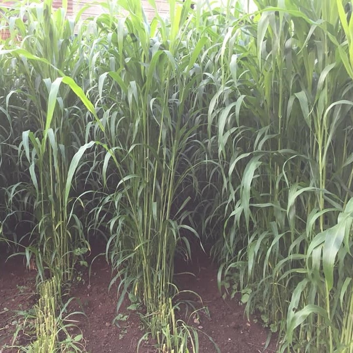 Hạt Giống Cỏ chăn nuôi SUDAN Lai - Gói 100gram