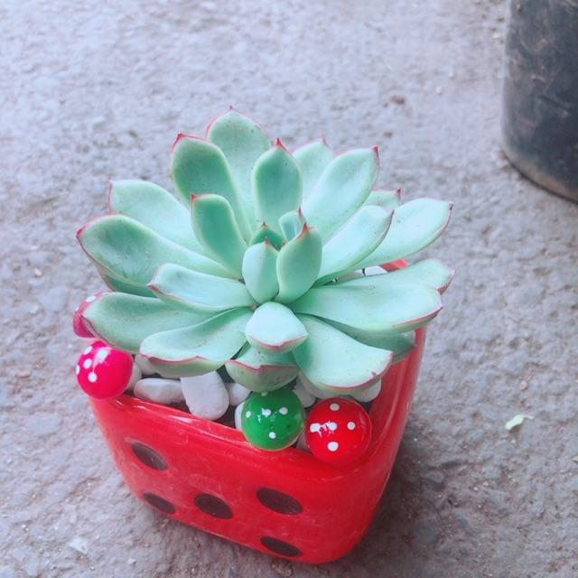 Chậu Sen Đá Viền Hồng