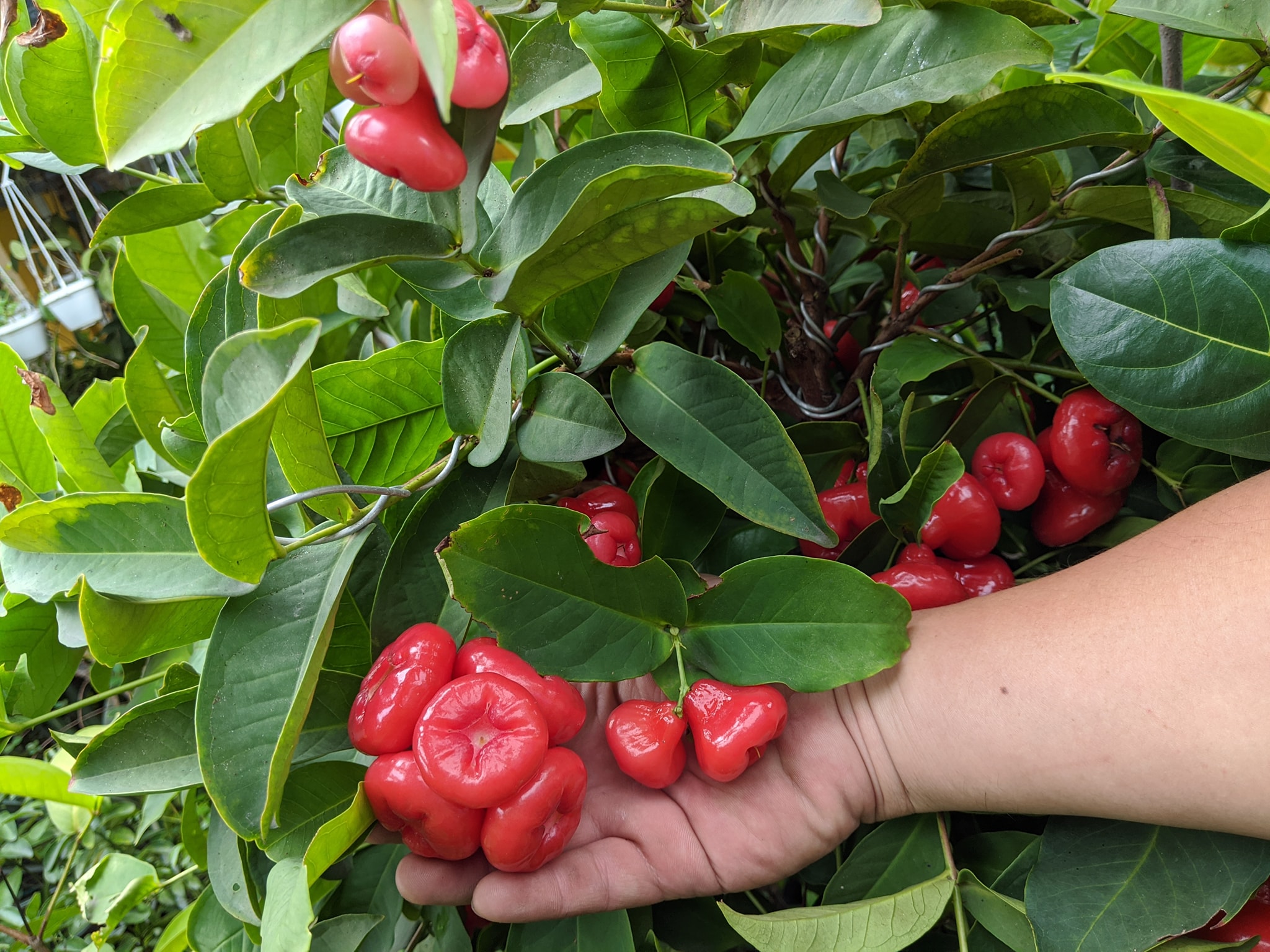 Giống Mận Hoàng Yến Trái Nhỏ Mọng Nước