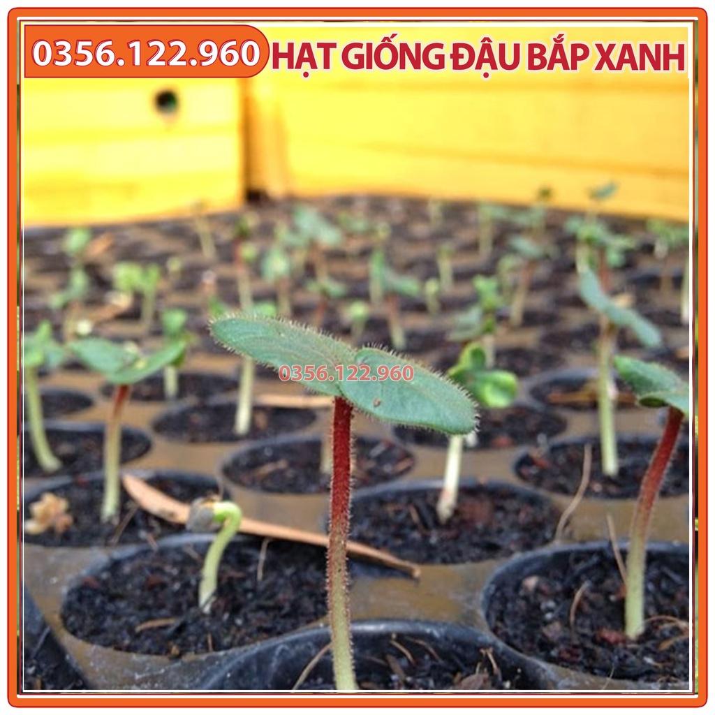 Hạt giống đậu bắp xanh - gói 10g