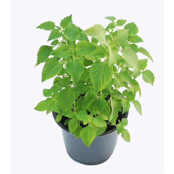 Hạt giống rau kinh giới cao sản CT131 - Gói 2gram