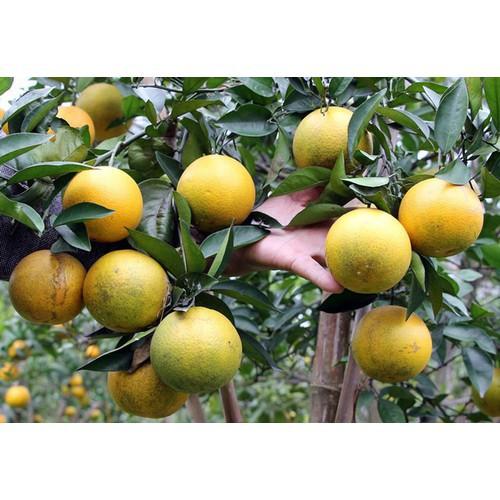 CÂY GIỐNG CAM VINH SIÊU NGON SIÊU QUẢ- CAM KÊT GIỐNG CHUẨN F1 - CGCVSNSQ
