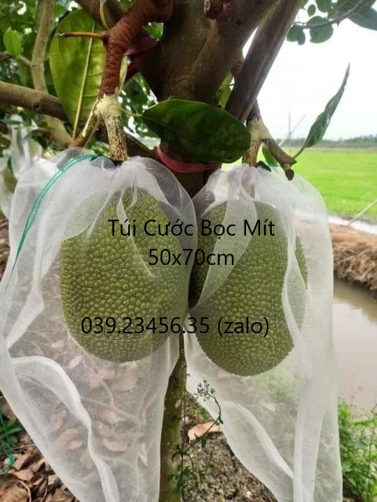 50 Cái 50*70cm Túi Cước Thái Bao Bọc Mít - Túi Bọc Trái Cây