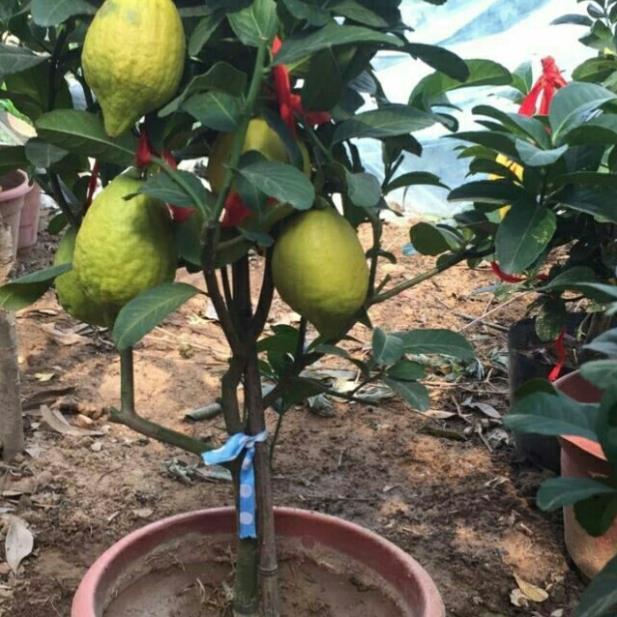 COMBO 2 CÂY GIỐNG CHANH VÀNG MỸ cây giống thuần chủng F1
