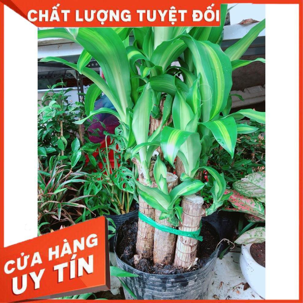 Cây phát tài