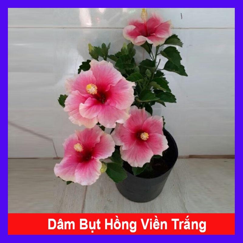 Cây Hoa Dâm Bụt Hồng Viền Trắng - cây cảnh đẹp + tặng phân bón cho cây