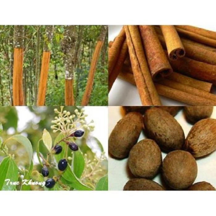 COMBO 2 BẦU CÂY QUẾ GIỐNG