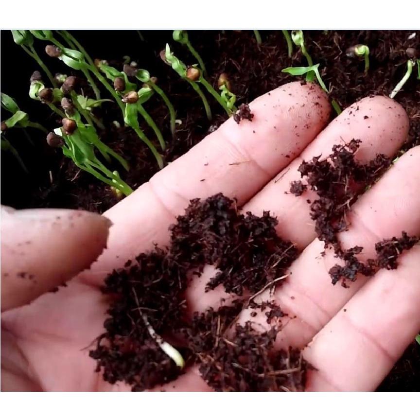 5 Viên Nén Mụn Dừa Hữu Cơ Trồng Rau, Trồng Cây