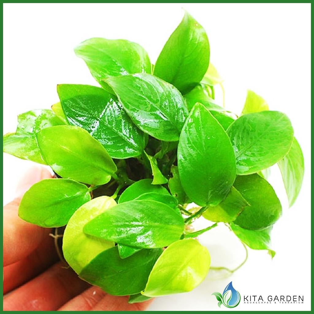 Cây Thủy Sinh Ráy Petite - Nana - Ráy Lá Vàng | Cây Thủy Sinh Không Cần Co2, Dễ Trồng