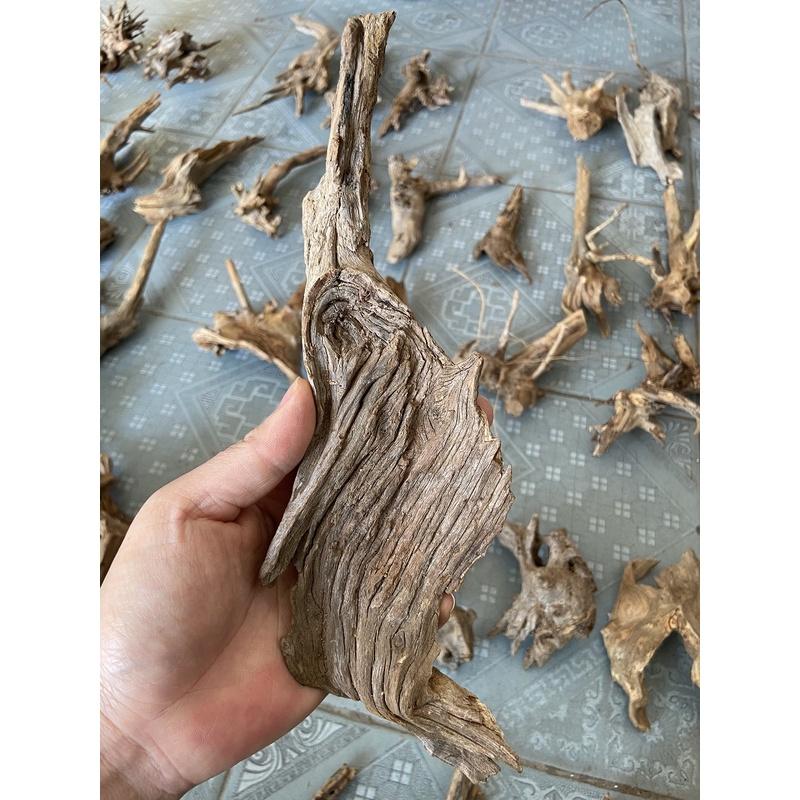 Lũa rừng mini trang trí bể cá, tiểu cảnh, bình terrarium lựa chọn ngẫu nhiên