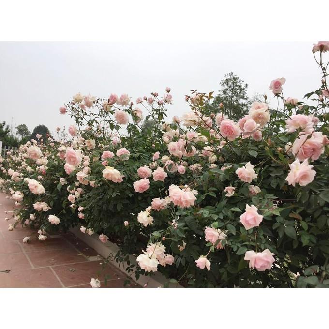 COMBO 3 CÂY GIỐNG Hoa hồng cổ Bạch Vân Khôi