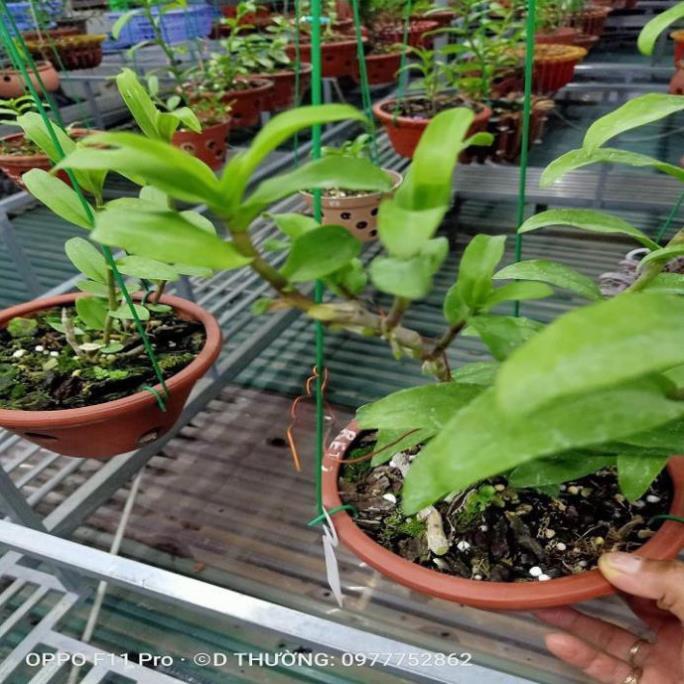 Hoa lan phi điệp - bệt ma bó