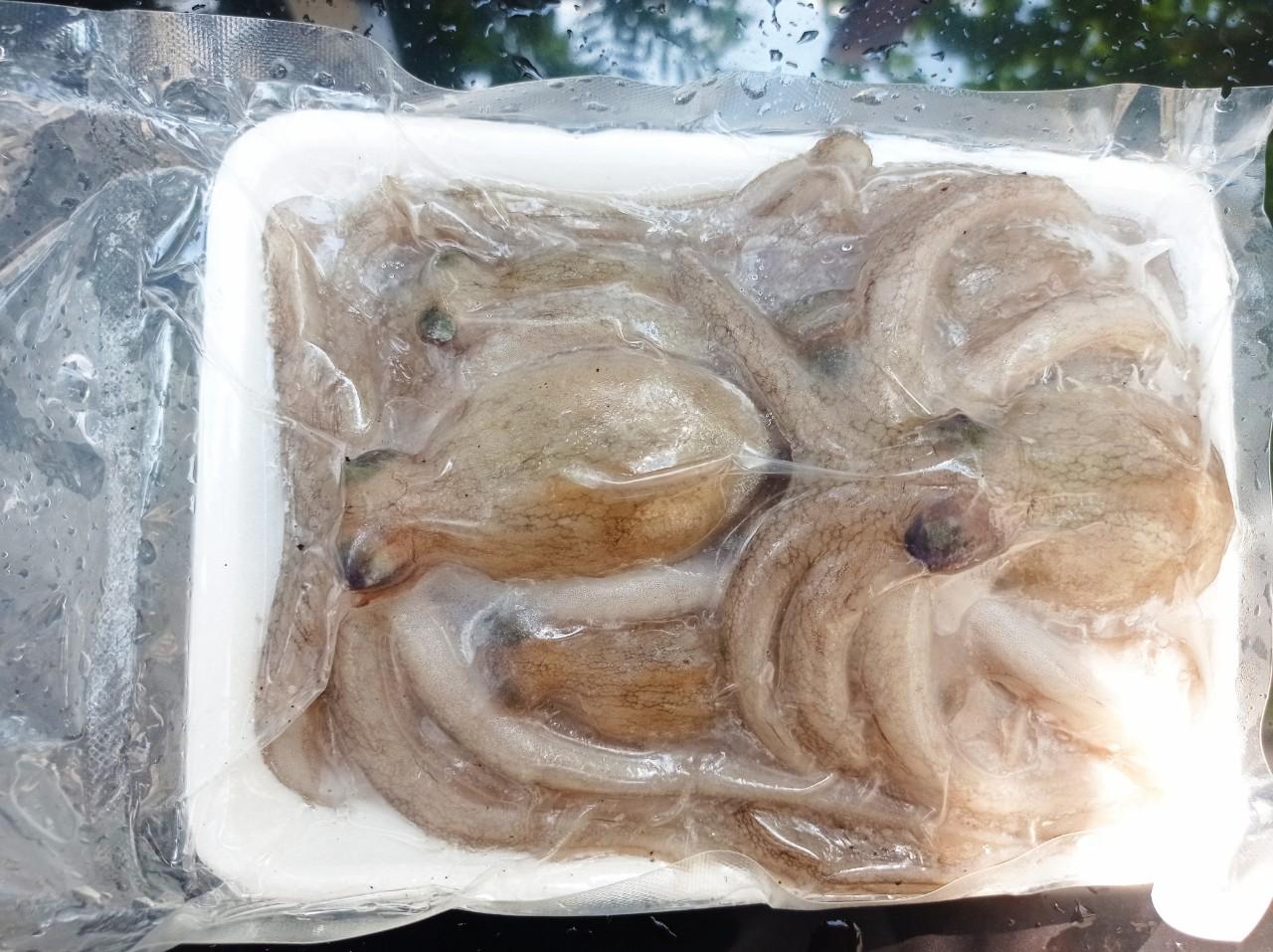 Bạch tuộc sống cấp đông - 1 khay