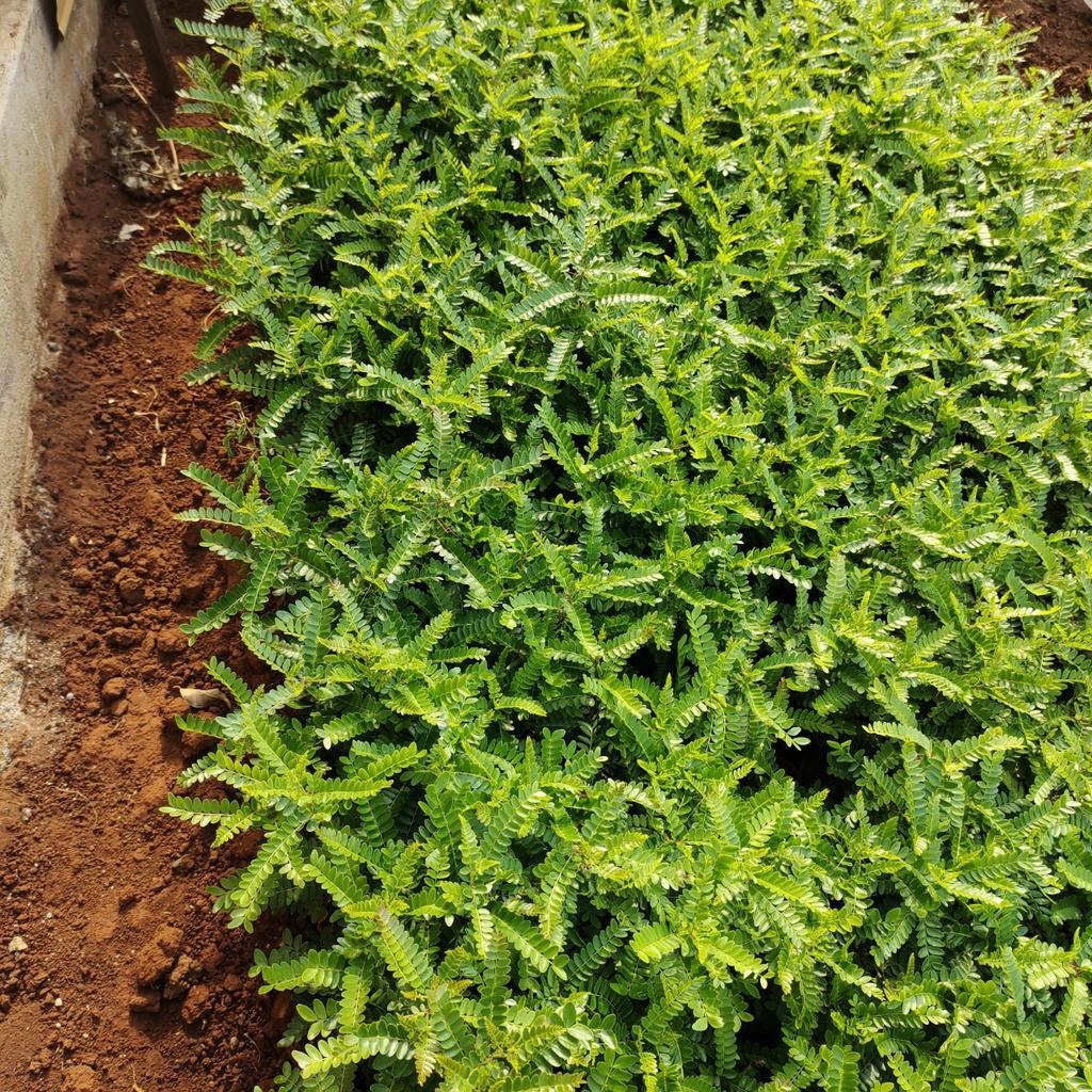 50 gram hạt giống bồ kết