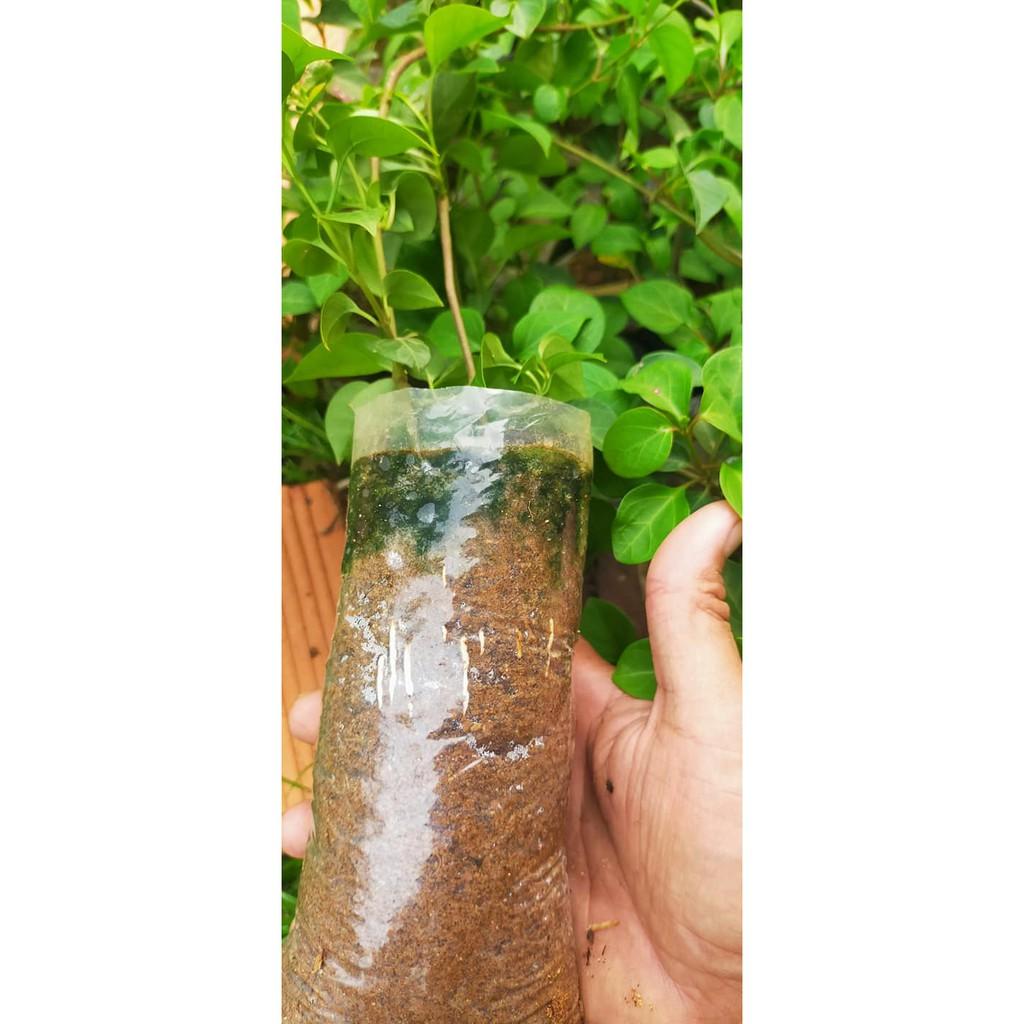 Hạt giống cây lá giang - 1 gói 10 hạt - Tặng kèm gói kích thích hạt nảy mầm