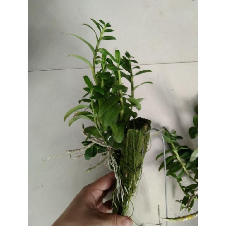 Kie Phi điệp trắng Thái hoa thơm liên hệ ngay để xem video chi tiết