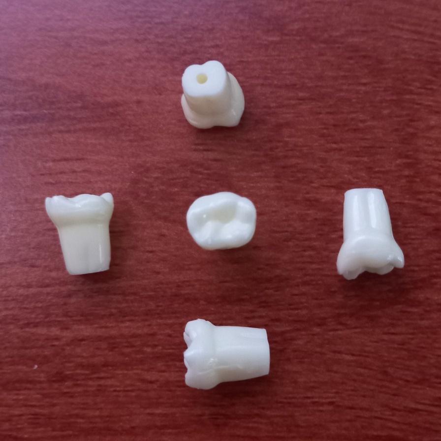 Răng nhựa trẻ em cho sinh viên thực hành (Răng sữa)