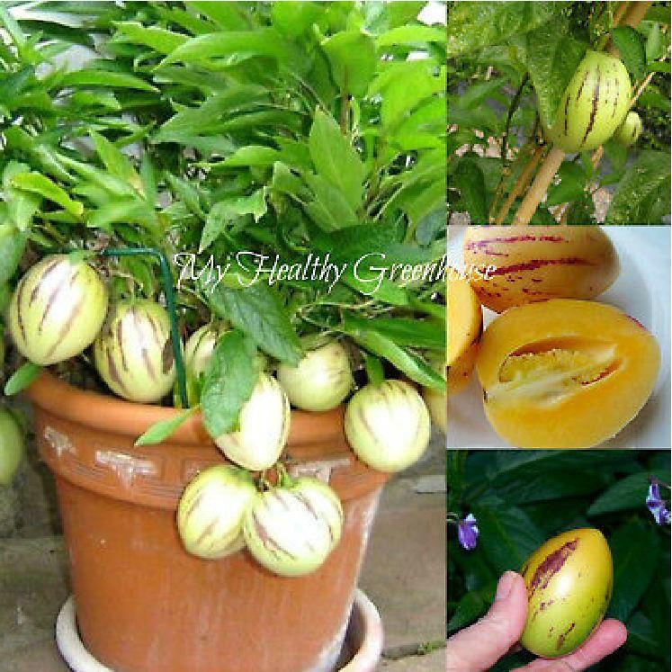 Hạt giống dưa hấu siêu ngọt F1 pepino 4 hạt/gói