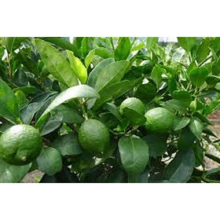 CÂY GIỐNG CHANH KHÔNG HẠT QUẢ CHÙM