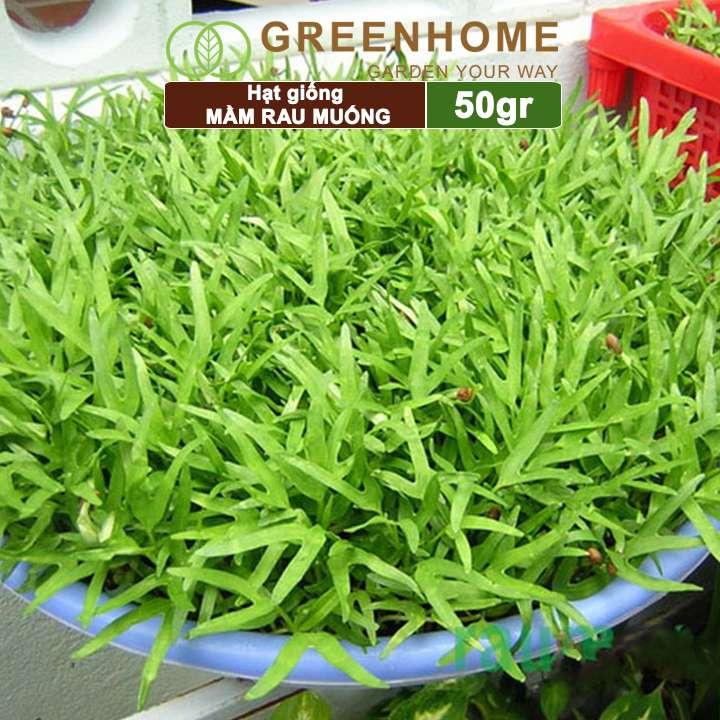 Hạt giống Mầm rau muống, gói 50g, dễ trồng, thu hoạch nhanh R17