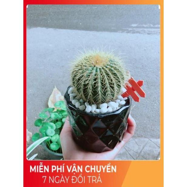 Chậu Xương Rồng Trạng Nguyên