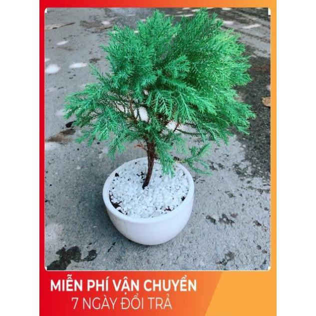 Chậu Tùng Bồng Lai