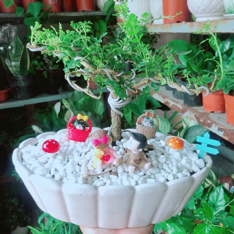 Chậu Cây Cần Thăng Bonsai