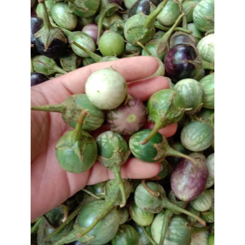 Cà đắng tây nguyên 1kg