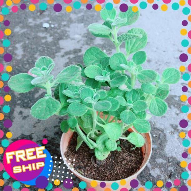 Nhất Mạt Hương kèm chậu sứ