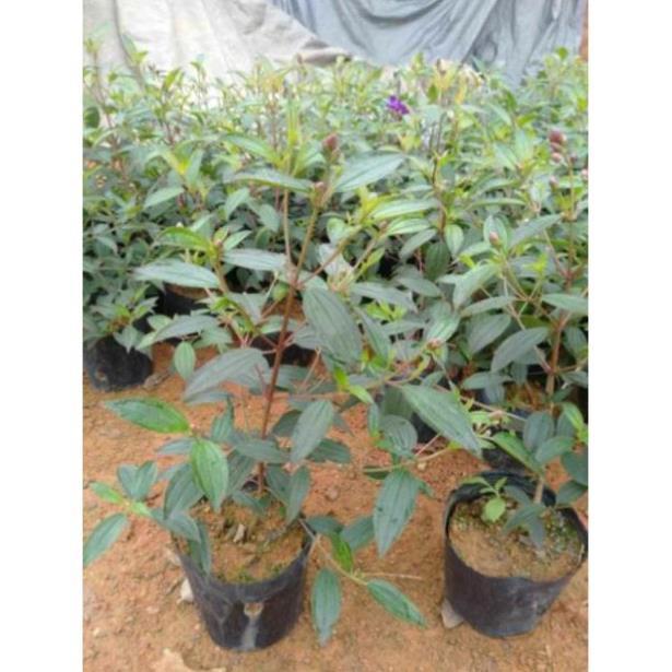 Sim tím cây sắp hoa