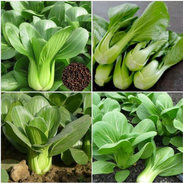 Hạt giống rau cải chíp cao sản KNS3385 - gói 10gram