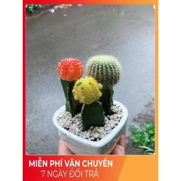 Chậu Xương Rồng Trái Tim