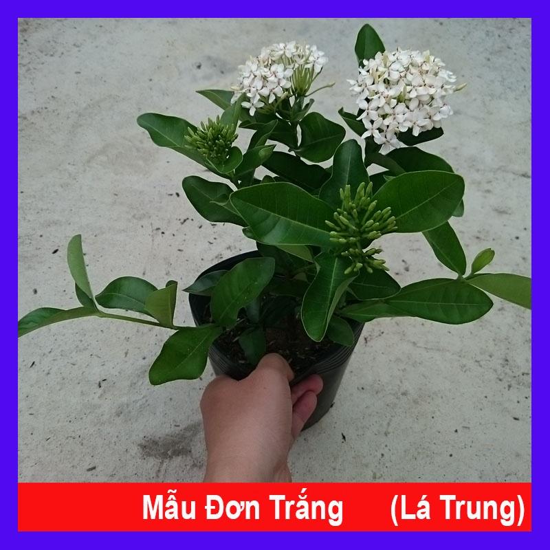 Cây Mẫu Đơn Trắng (Lá Trung) - cây bông trang trắng - cây cảnh vườn + tặng phân bón cho cây