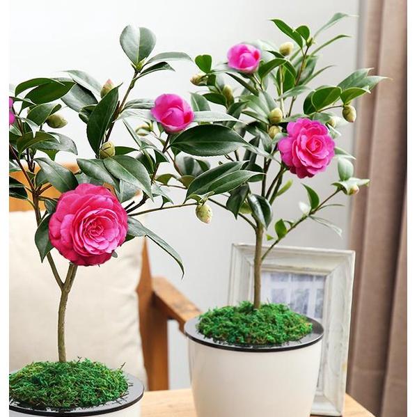 Hoa trà my ngũ sắc, chậu sẵn nụ và hoa chơi tết - cây choai