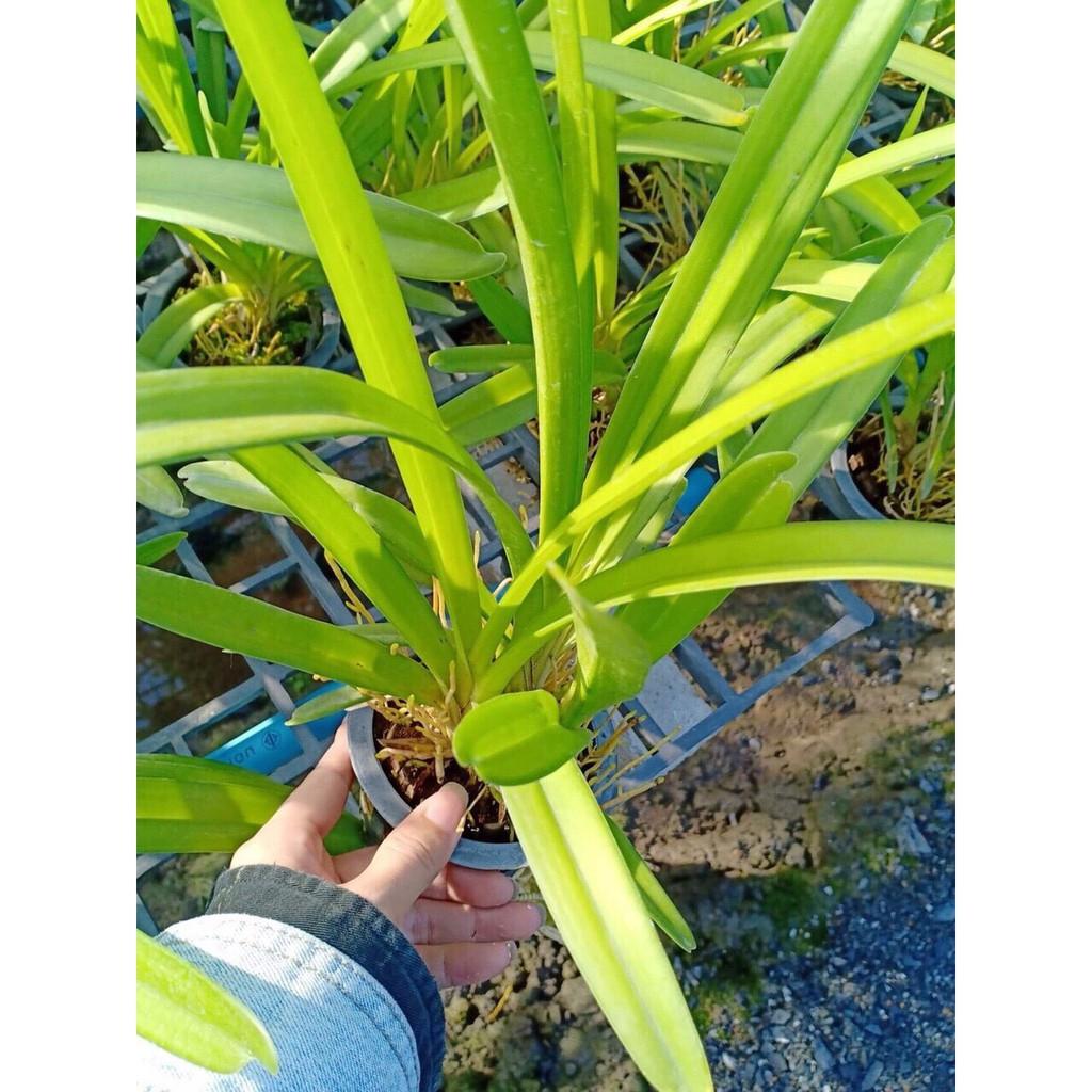 Hoa lan kiếm, địa lan kiếm vàng, mặt hoa lai cây đẹp sản phẩm mới