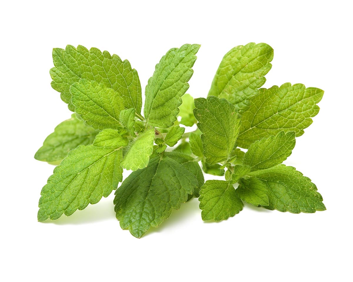 Hạt Giống Bạc Hà Chanh Lemon Balm (Tía Tô Đất)