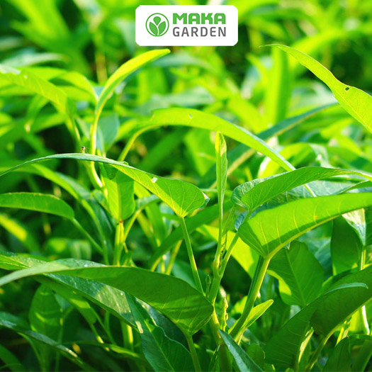 Hạt giống Rau Muống Lá Lớn Rado 13 - Gói 50Gr - Dễ Trồng, Sinh Trưởng Khỏe
