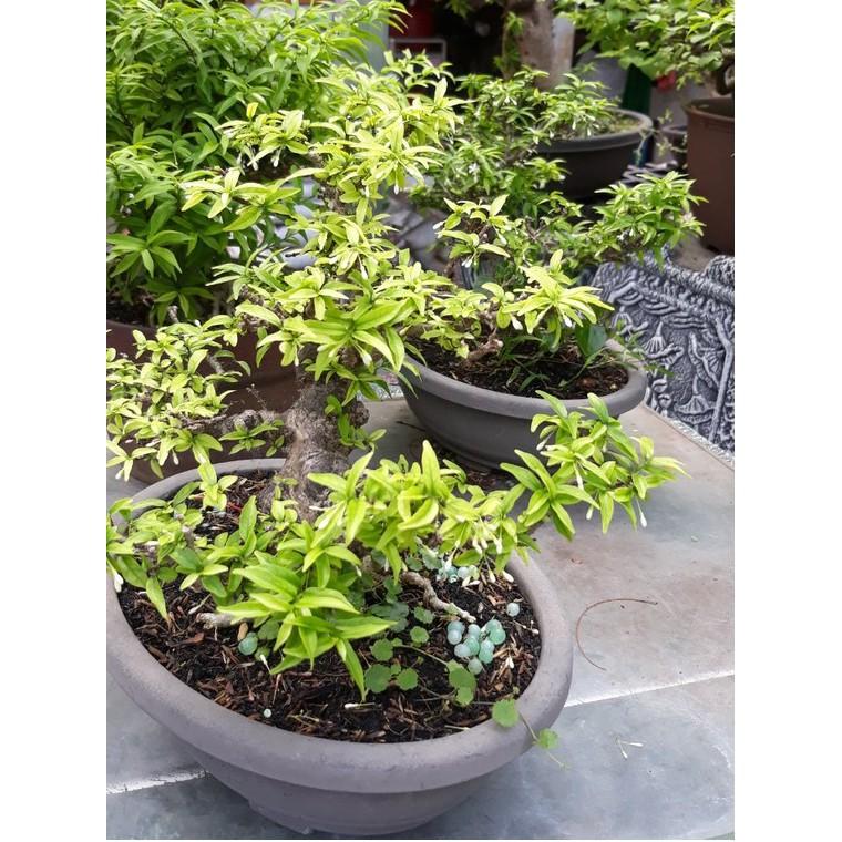 Phân Bón Thông Minh Tan Chậm Rynan Flowermate 230 NPK - 23-8-8+TE HŨ 150GR