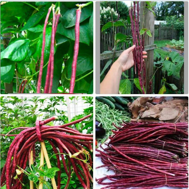 Hạt giống đậu đũa đỏ Mỹ - 1 gói 3gram