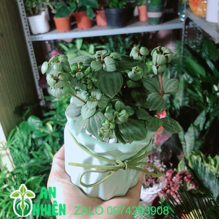 Chậu Cây Kim Cương Hột Xoàn